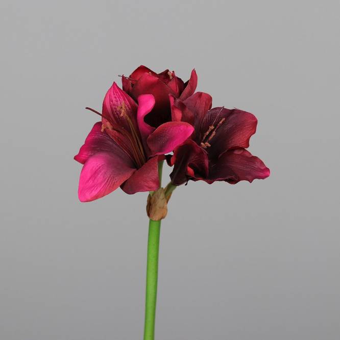 Amaryllis burgundy fir 50 cm