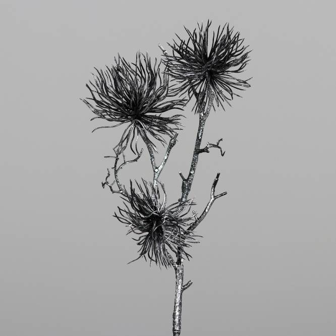 Decoratiune brad, crenguta de Nucul vrajitoarelor, negru-argintiu, 56 cm