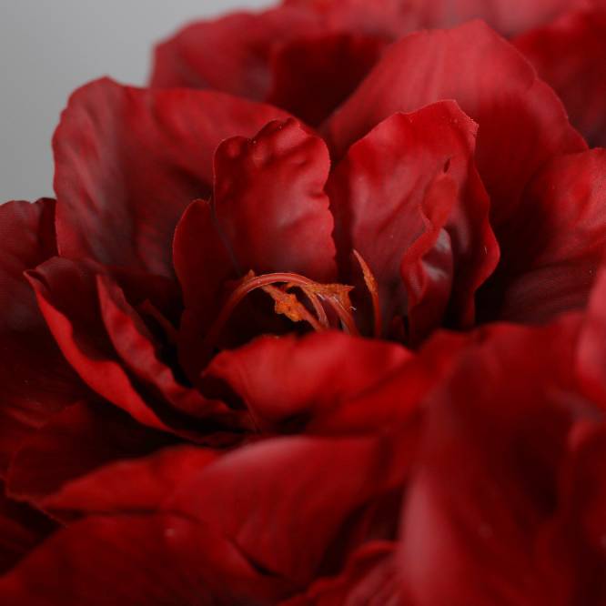 Aranjament premium cu 5 fire de amaryllis artificiale rosii in vas de sticla, 53 cm