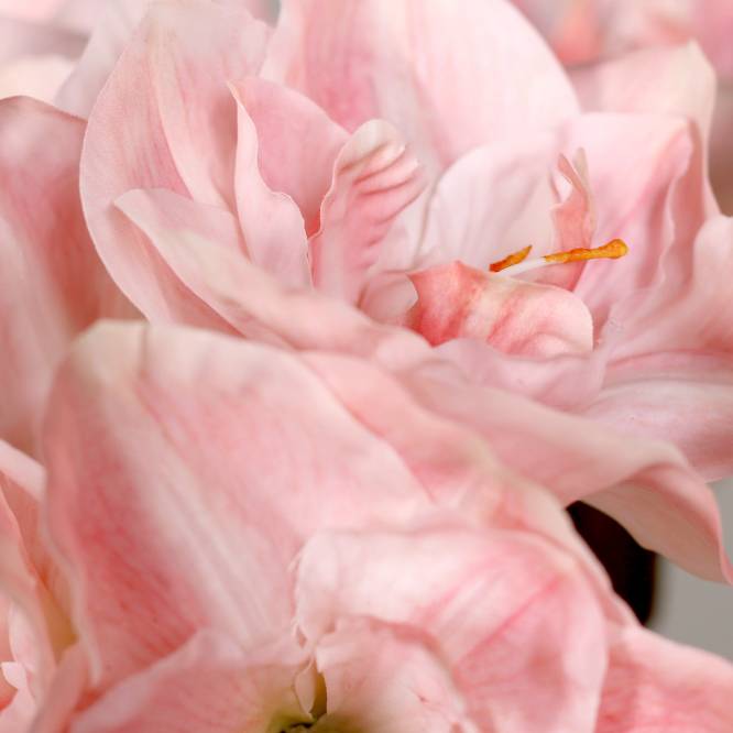 Aranjament premium cu 5 fire de amaryllis artificiale roz in vas de sticla, 53 cm