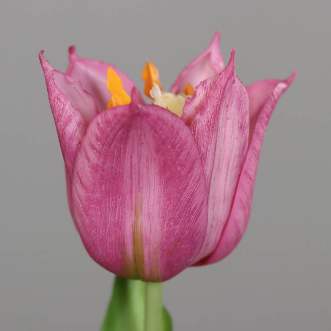 Lalea artificiala la fir, culoare fucsia, 24 cm