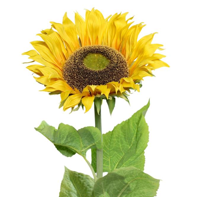 Floarea-soarelui artificiala, la fir, 140 cm