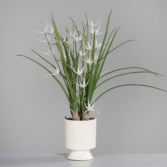 Aranjament cu orhidee artificiala Spider alba in vas ceramic, 67 cm