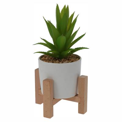Planta suculenta in ghiveci 16 cm