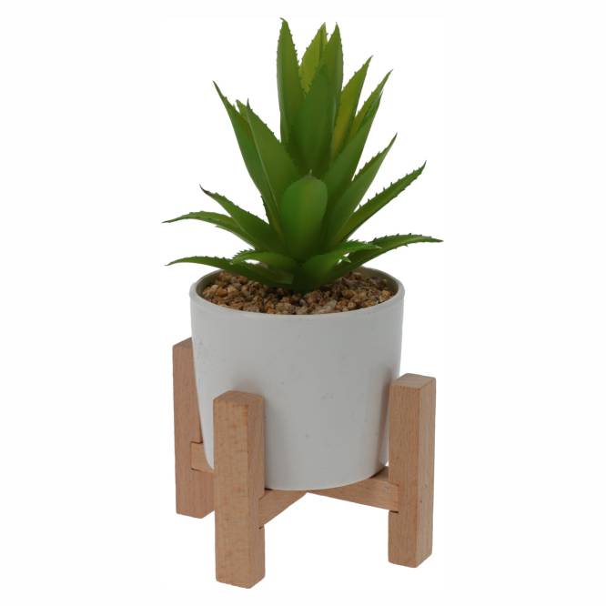 Planta suculenta in ghiveci 16 cm