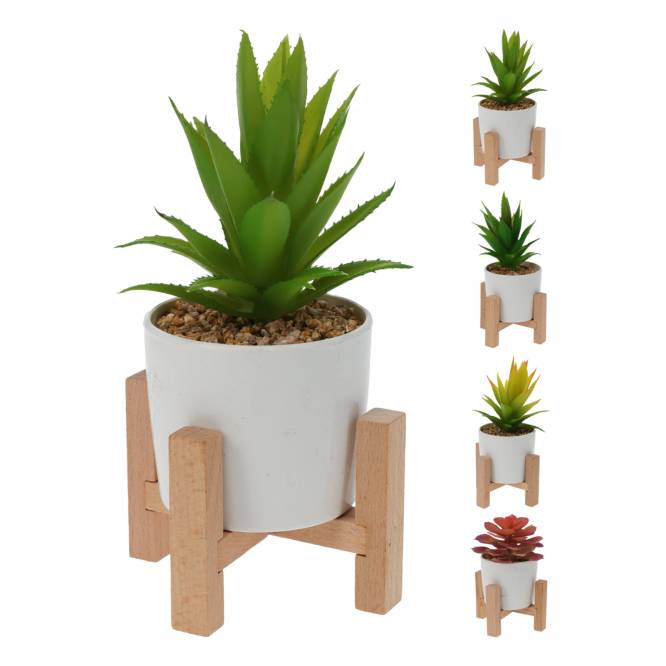 Planta suculenta in ghiveci 16 cm