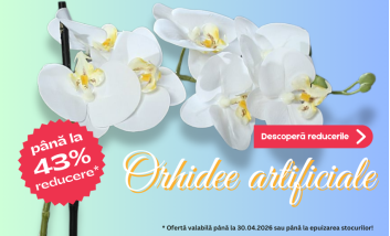 DecorTrendy   