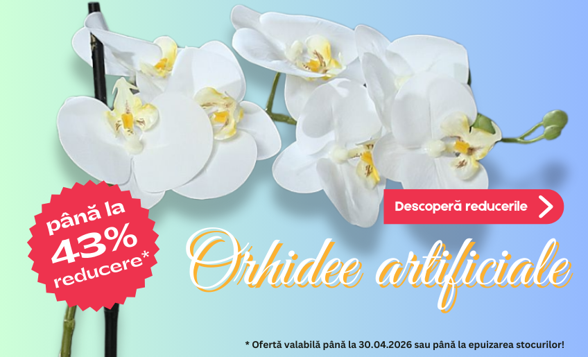 DecorTrendy   