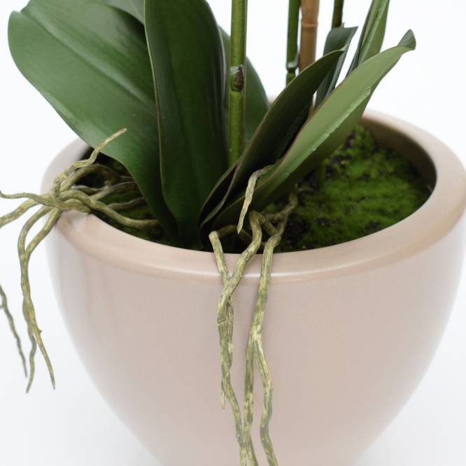 Orhidee artificiala Phalaenopsis crem  cu aspect 100% natural in vas ceramic, 70 cm