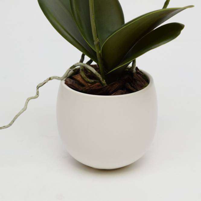 Orhidee artificiala Phalaenopsis galbena cu aspect 100% natural in vas ceramic, 34 cm