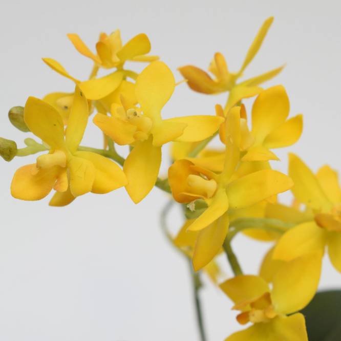 Orhidee artificiala Phalaenopsis galbena cu aspect 100% natural in vas ceramic, 34 cm