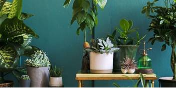 Plante decorative