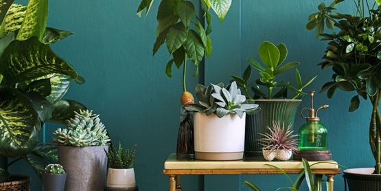 Plante decorative